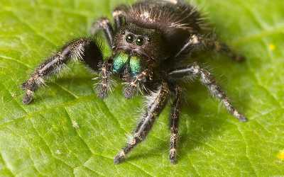 Adult female Phidippus audax jumping spider in Nashville, Tennessee by Kaldari - Creative Commons