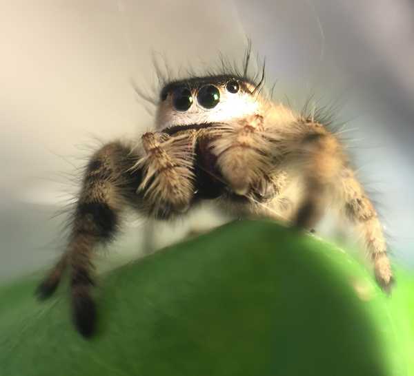My Pet Jumping Spider