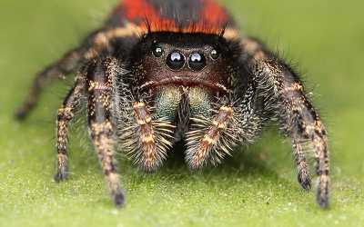 Adult Female of Phidippus johnsoni by Kaldari - Creative Commons