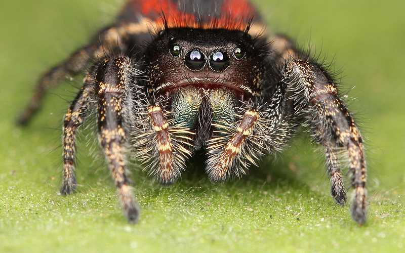 My Pet Jumping Spider