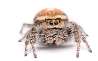 Adult Female of Phidippus regius by Tim Heller - Creative Commons