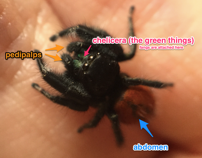 How jumping spiders became the new 'it' pets